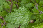 Rose verbena